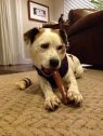 dog picture