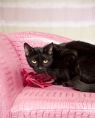 . Molly (A784930) .