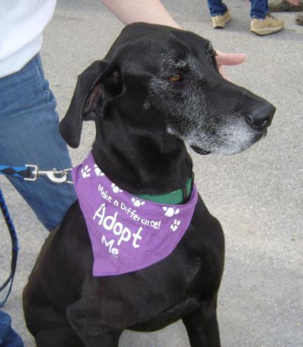  adoptable dog in Pensacola FL pensacola pets for sale backpagecom