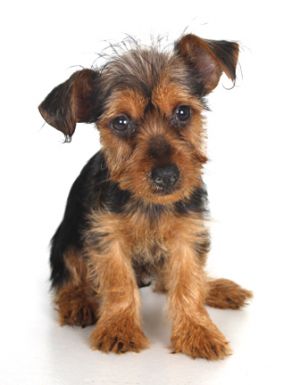 Bently: Yorkshire Terrier Yorkie, Dog; Oakland Park, FL