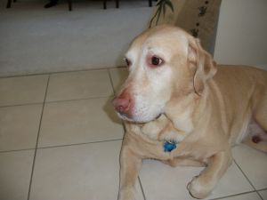 Derby: Yellow Labrador Retriever, Dog; Tampa, FL