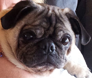Albo Pug Dog
