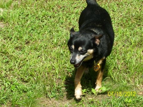 Chihuahua An adoptable dog in Ocala FL ocala pets for sale backpage 