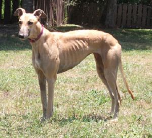 Mandy: Greyhound, Dog; Tampa, FL