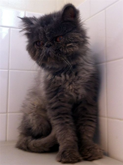30 SmooshedFace Cats Who Want To Live With You