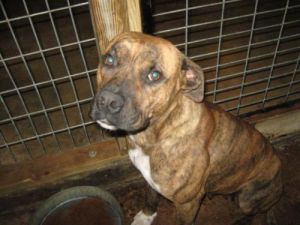 Susie: Boxer, Dog; Chipley, FL