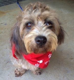 Rocky: Poodle, Dog; Orlando, FL