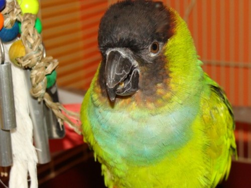 Conure An adoptable parrot in Tampa FL