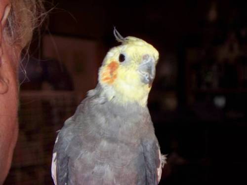 Cockatiel An adoptable parrot in Tampa FL