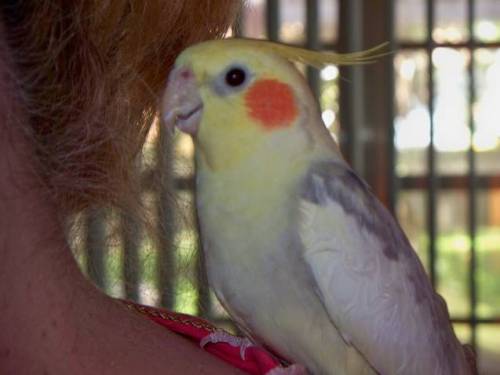 Cockatiel An adoptable parrot in Tampa FL