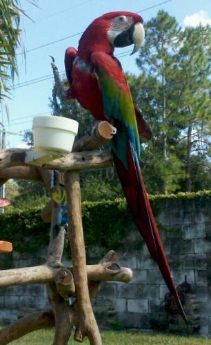 Macaw An adoptable parrot in Tampa FL tampa pets for sale backpagecom
