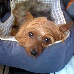 yorkie rescue florida