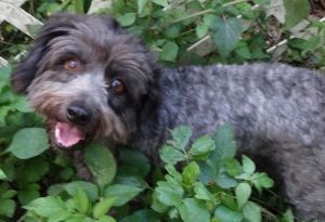 . Watson .