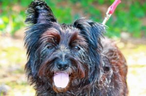 Emma: Cairn Terrier, Dog; Atlanta, GA