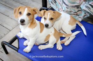Jill: Jack Russell Terrier, Dog; Conyers, GA