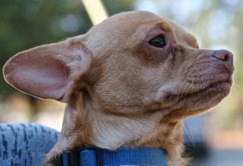 Chihuahua Dachshund Puppy