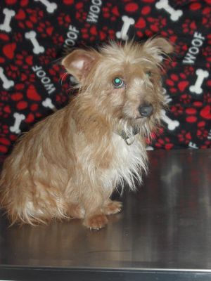 Sprout: Yorkshire Terrier Yorkie, Dog; Macon, GA
