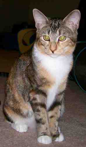 Savannah Calico - Tabb...