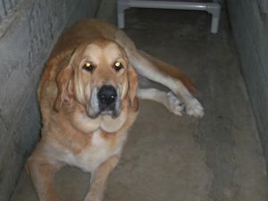 Pearl Cty#2805: Golden Retriever, Dog; Gray, GA