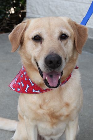Kaubie - See His Video!!: Yellow Labrador Retriever, Dog; Atlanta, GA