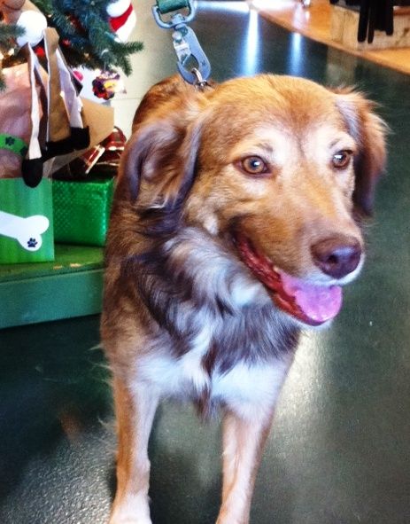 Australian Shepherd Sheltie