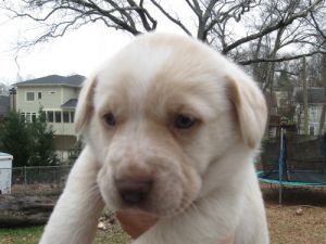 6 male puppies!: Spaniel, Dog; Alpharetta, GA