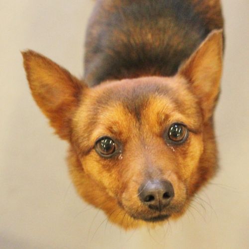 rescue dogs iowa fox terrier rescue iowa breeds picture rescue dogs iowa fox terrier rescue iowa breeds picture