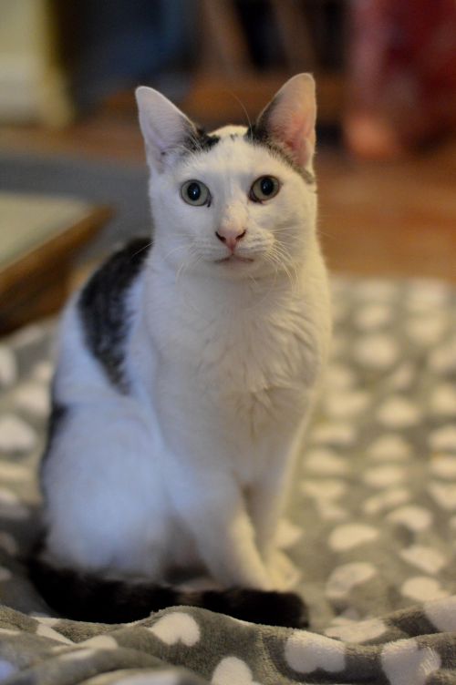 Angelino