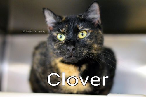Clover