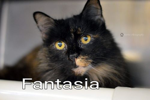 Fantasia