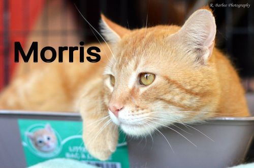 Morris