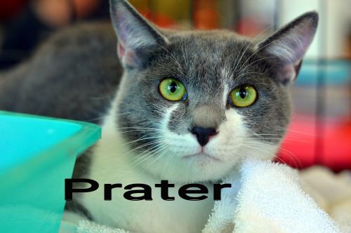 Prater