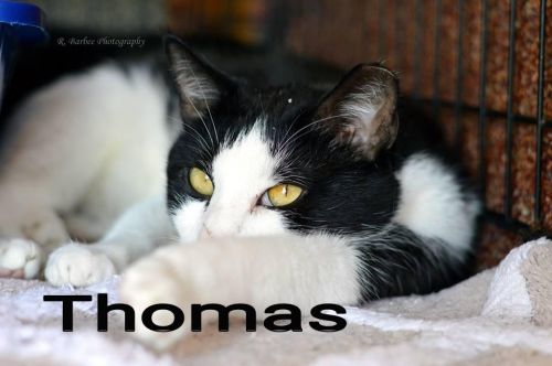 Thomas
