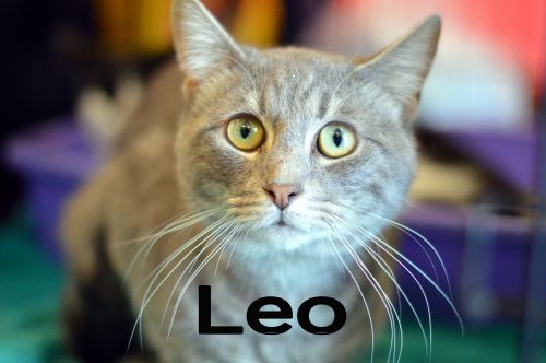 Leo