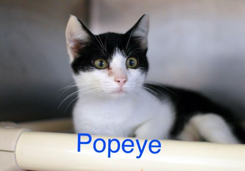 Popeye
