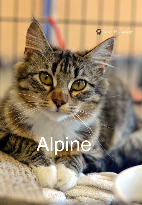 Alpine
