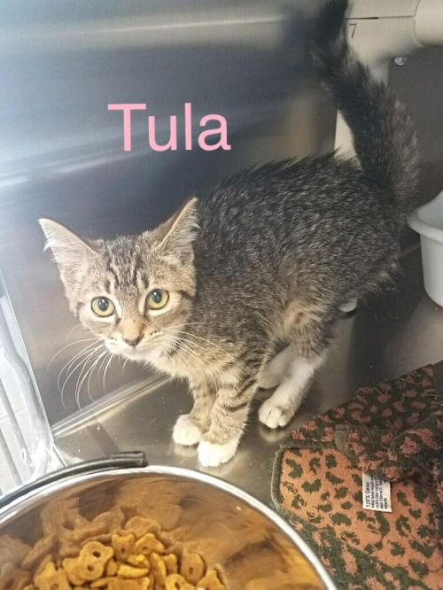 Tula