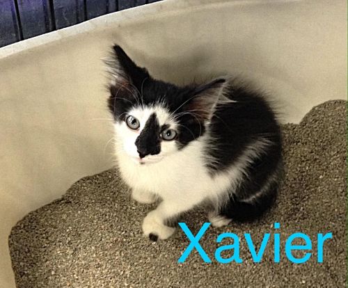 Xavier