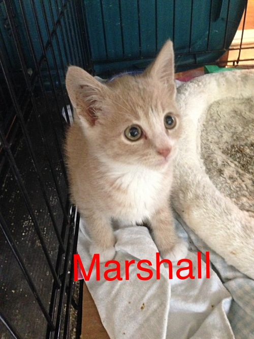 Marshall