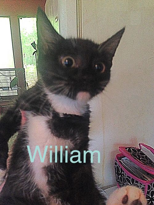 William