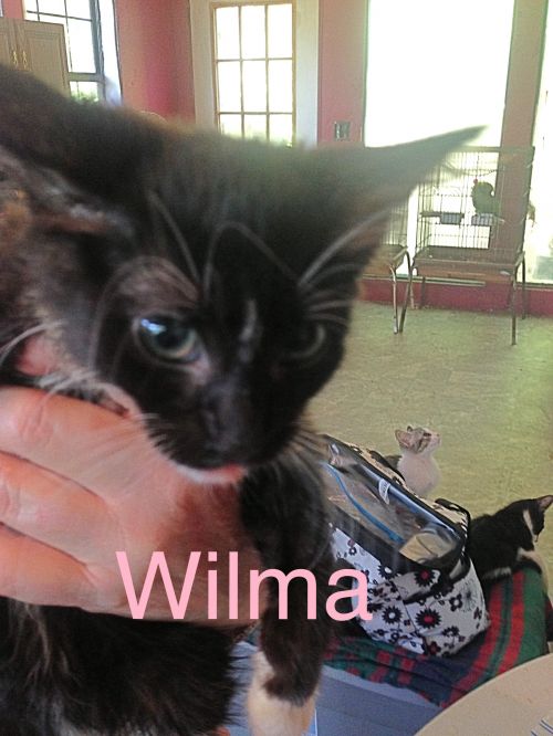 Wilma