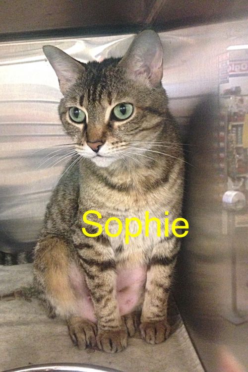 Sophie