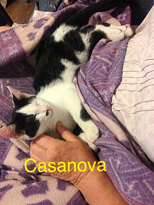 Casanova
