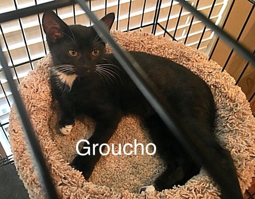 Groucho