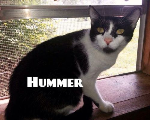 Hummer
