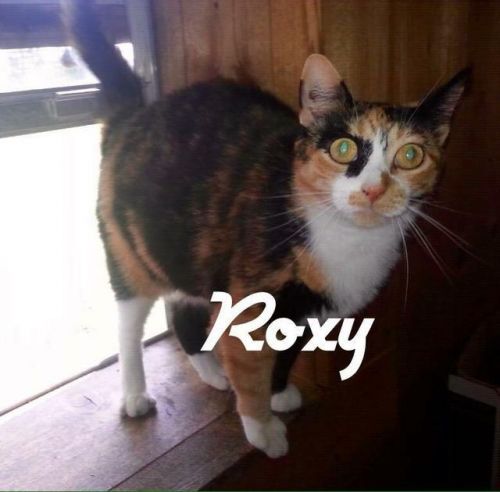 Roxy