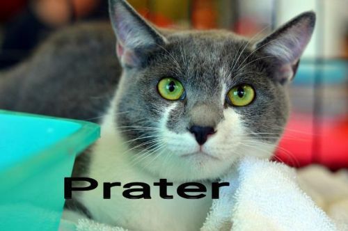Prater