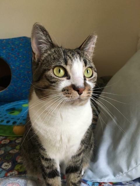 Farrah