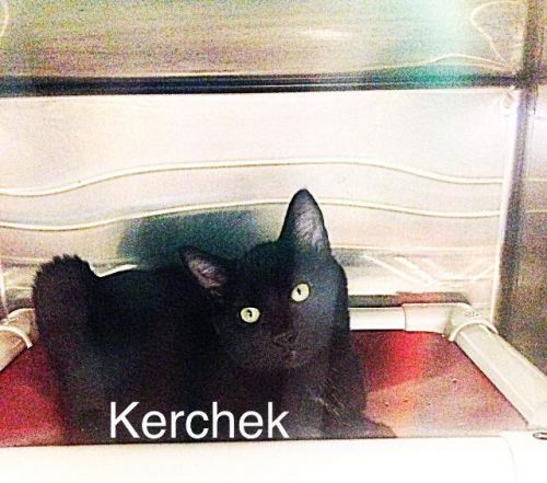 Kerchak