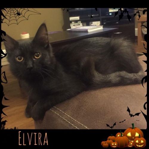 Elvira
